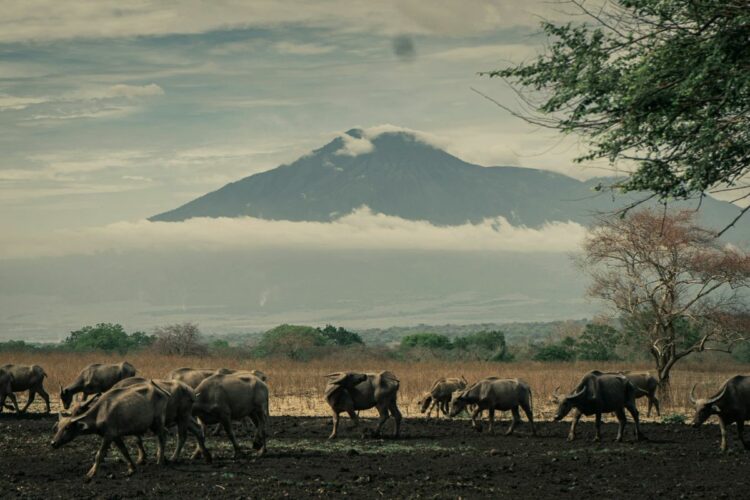 Situbondo, Bondowoso, dan Jember, Tetangga Banyuwangi yang Berisik Nggak Pantas Diberi Respek