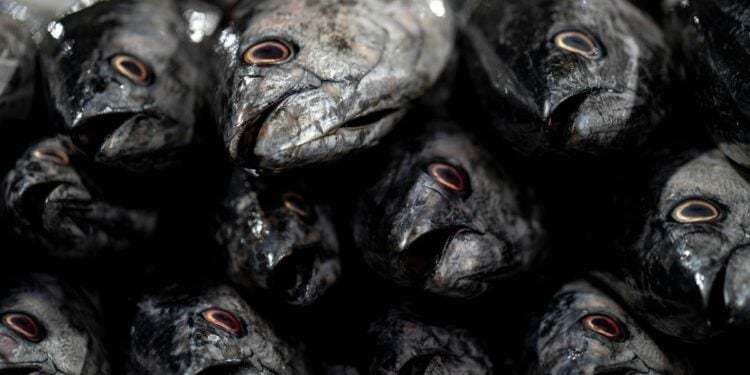 Culture Shock Orang Lamongan Menikah dengan Orang Mojokerto: Istri Nggak Suka Ikan, Saya Bingung Lihat Dia Makan Rujak Pakai Nasi