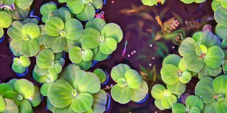 5 Alasan Danau UPN Veteran Jatim Adalah Tempat Nongkrong Paling Romantis Sekaligus Paling Mlarat