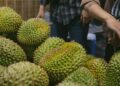Pengalaman Tertipu Beli Durian di Wonosalam, Pusatnya “Raja Buah” di Jombang Mojok.co
