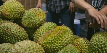 Pengalaman Tertipu Beli Durian di Wonosalam, Pusatnya “Raja Buah” di Jombang Mojok.co