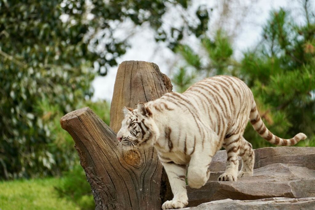 Patung Macan Putih, Ikon Wisata Baru Kediri yang Menarik Wisatawan