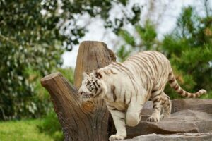 Patung Macan Putih, Ikon Wisata Baru Kediri yang Menarik Wisatawan