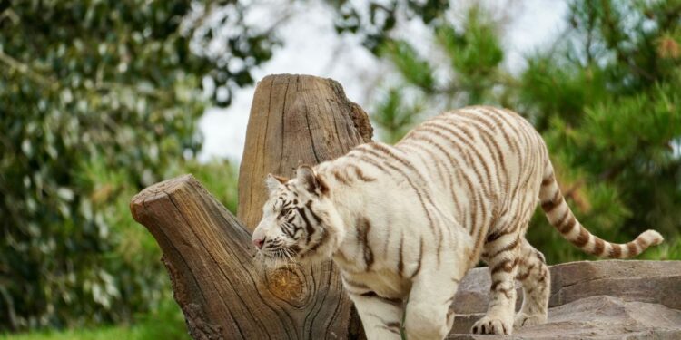 Patung Macan Putih, Ikon Wisata Baru Kediri yang Menarik Wisatawan