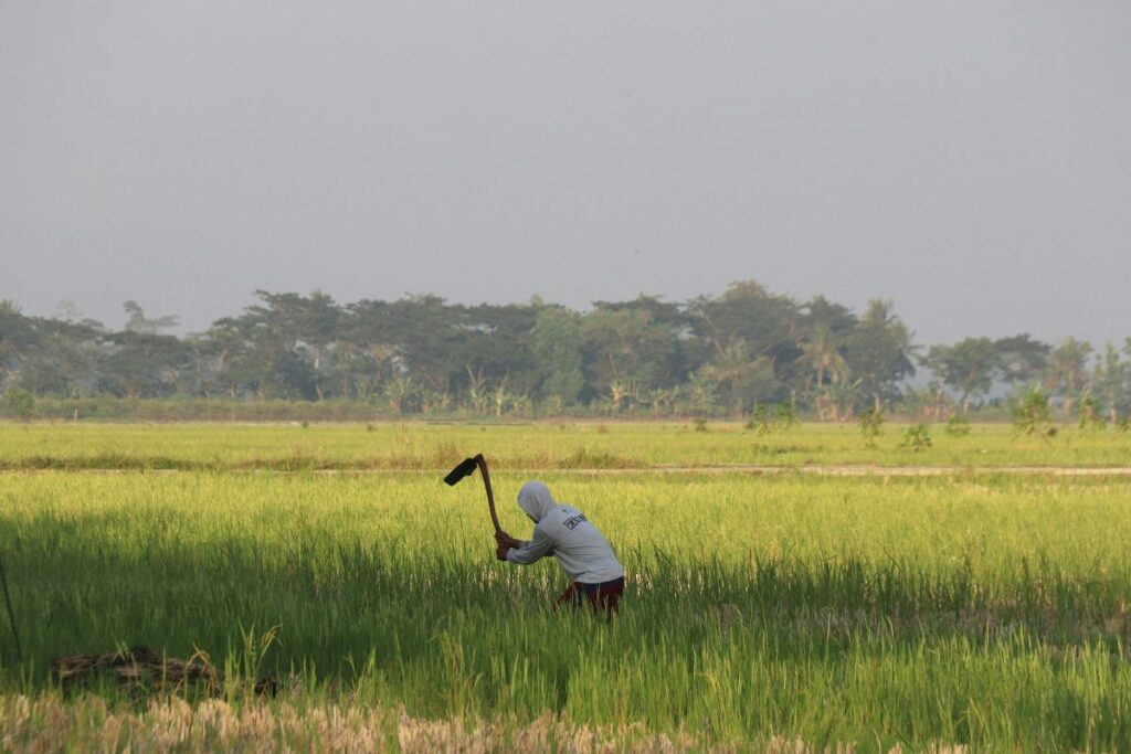 Made, Desa Hidden Gem di Wilayah Paling Barat Surabaya. Masih Asri dan Hijau!