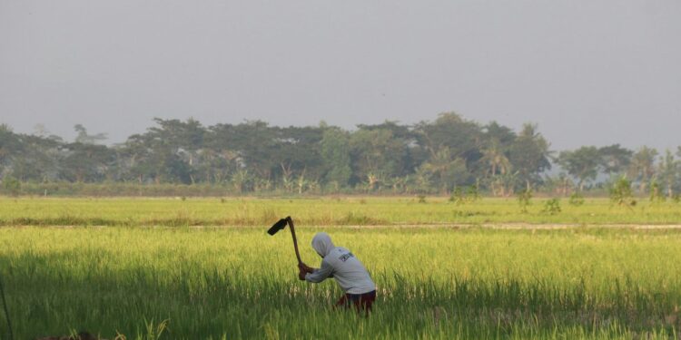 Made, Desa Hidden Gem di Wilayah Paling Barat Surabaya. Masih Asri dan Hijau!