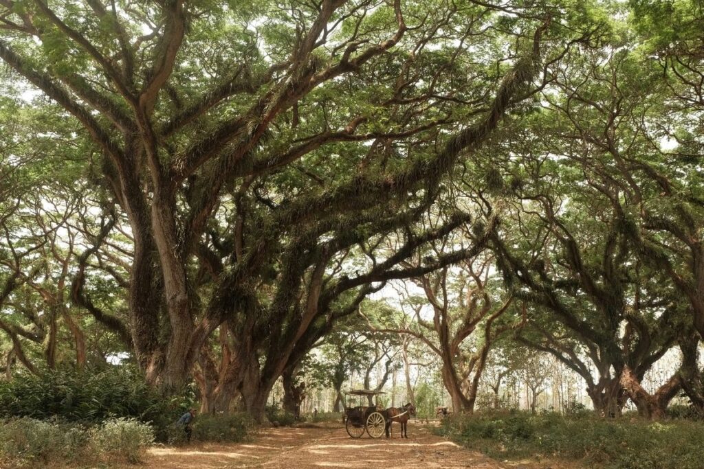 Bukan Malang, Pengendara dengan Refleks Terbaik Itu Ada di Banyuwangi. Tak Hanya Jalanan Berlubang, Truk Tambang pun Dilawan