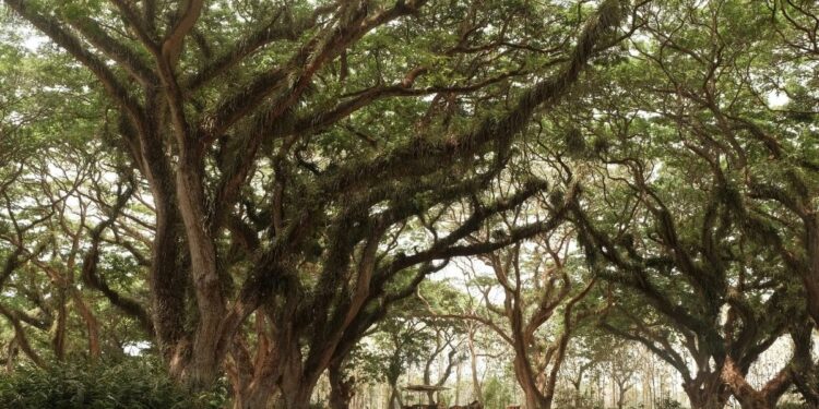 Bukan Malang, Pengendara dengan Refleks Terbaik Itu Ada di Banyuwangi. Tak Hanya Jalanan Berlubang, Truk Tambang pun Dilawan