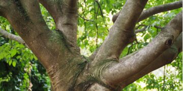 Konten Review Tanaman Bupati Lamongan Adalah Konten Pejabat Paling Membingungkan yang Pernah Saya Tonton, Nggak Paham Prioritas!