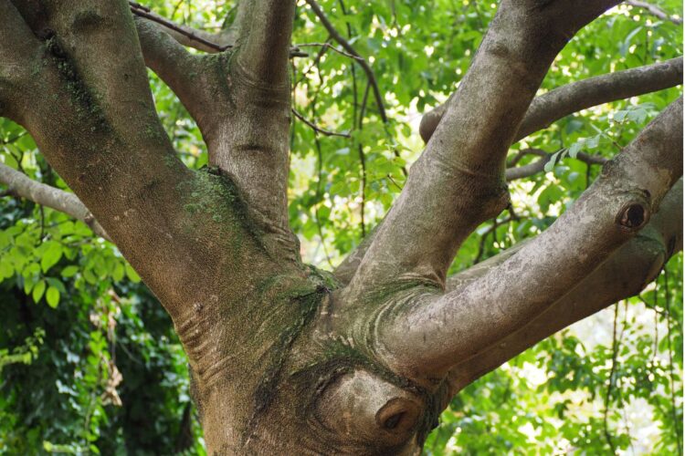 Konten Review Tanaman Bupati Lamongan Adalah Konten Pejabat Paling Membingungkan yang Pernah Saya Tonton, Nggak Paham Prioritas!