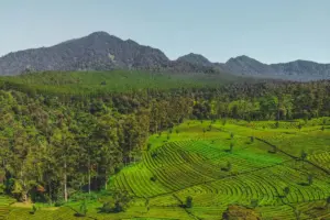 Bukan cuma soal dingin, ini 4 kejanggalan di Lembang yang bikin wisatawan Semarang heran