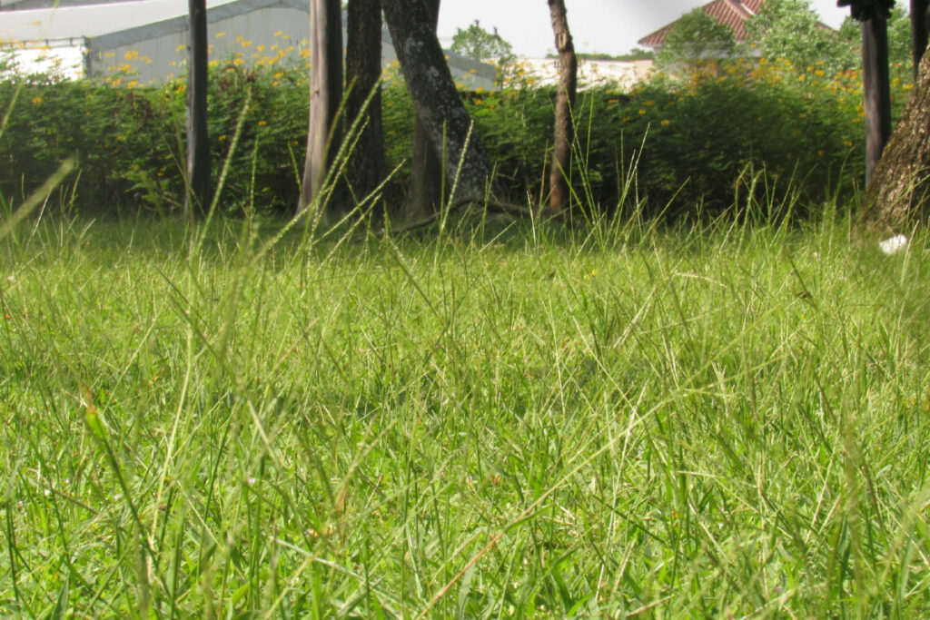 Omong Kosong Rumah di Desa dengan Halaman Luas Pasti Enak (Unsplash)