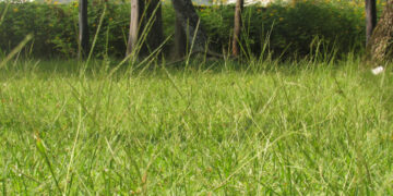 Omong Kosong Rumah di Desa dengan Halaman Luas Pasti Enak (Unsplash)