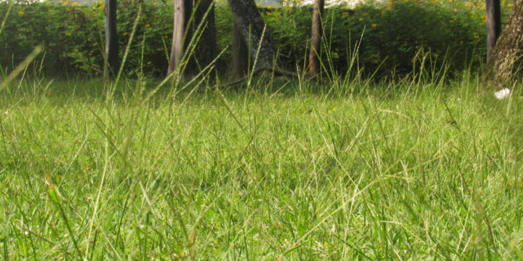 Omong Kosong Rumah di Desa dengan Halaman Luas Pasti Enak (Unsplash)