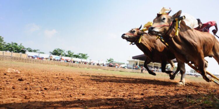 Tiga Tradisi Madura yang Melibakan Sapi Selain Kèrabhan Sapè yang Harus Kalian Tahu, Biar Obrolan Nggak Itu-Itu Aja
