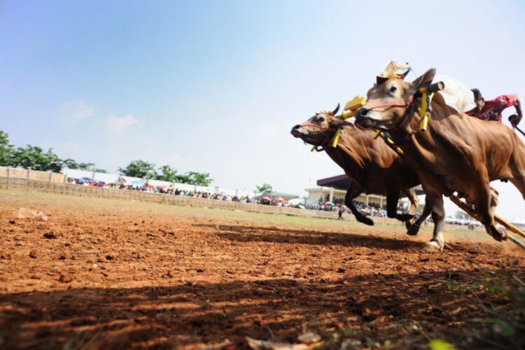 Tiga Tradisi Madura yang Melibakan Sapi Selain Kèrabhan Sapè yang Harus Kalian Tahu, Biar Obrolan Nggak Itu-Itu Aja