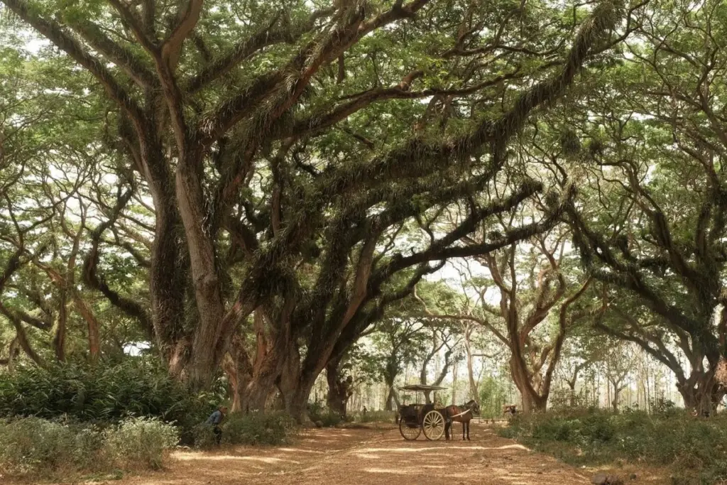 Banyuwangi Horor, Kebohongan yang Sempat Dipercaya Banyak Orang Mojok.co