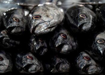 Ironi Lumajang: Dekat dengan Laut, tapi Sulit Menemukan Seafood