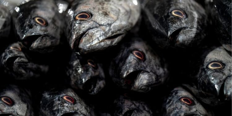 Ironi Lumajang: Dekat dengan Laut, tapi Sulit Menemukan Seafood