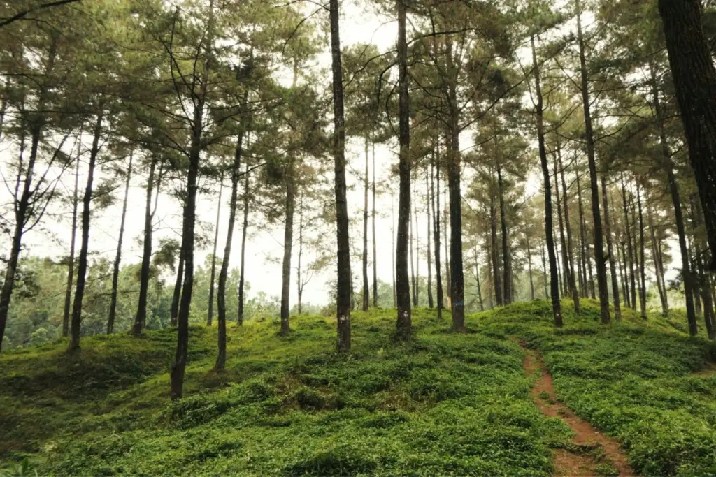 7 Destinasi Wisata Bantul yang Nggak Spesial dan Cukup Dikunjungi Sekali Seumur Hidup Mojok.co