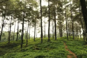7 Destinasi Wisata Bantul yang Nggak Spesial dan Cukup Dikunjungi Sekali Seumur Hidup