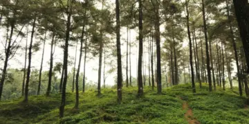 7 Destinasi Wisata Bantul yang Nggak Spesial dan Cukup Dikunjungi Sekali Seumur Hidup Mojok.co