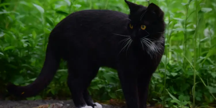 9 Jenis Kucing Pemikat Rezeki Menurut Serat Katuranggan Kucing (Unsplash)