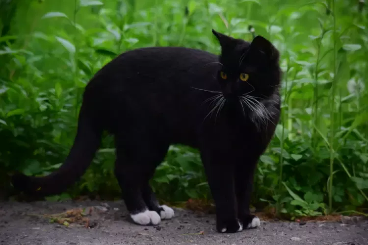 9 Jenis Kucing Pemikat Rezeki Menurut Serat Katuranggan Kucing (Unsplash)