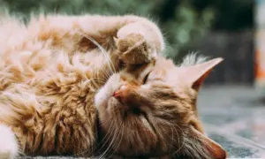 Rela Utang Koperasi Kantor demi Biaya Berobat Kucing yang Sudah seperti Keluarga, Saya Dicap Nggak Waras dan Bodoh