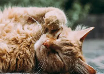 Normalisasi Utang Koperasi demi Kucing, Itu Bukan Tindakan Aneh apalagi Anabul Sudah Seperti Keluarga Mojok.co