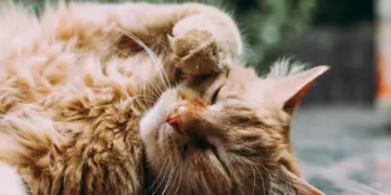 Normalisasi Utang Koperasi demi Kucing, Itu Bukan Tindakan Aneh apalagi Anabul Sudah Seperti Keluarga Mojok.co