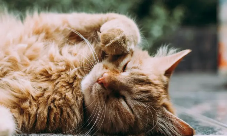 Normalisasi Utang Koperasi demi Kucing, Itu Bukan Tindakan Aneh apalagi Anabul Sudah Seperti Keluarga Mojok.co