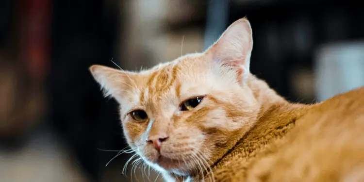 Dear Tetangga, Tolong Kendalikan Hewan Peliharaan Anda! (Unsplash)