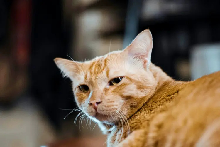 Dear Tetangga, Tolong Kendalikan Hewan Peliharaan Anda! (Unsplash)