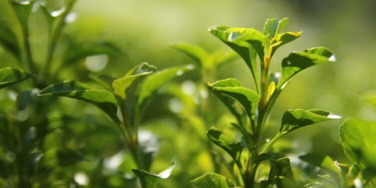 Warga Pangalengan Musti Bangga Menjadi Penghasil Teh meski Tidak Pernah Bisa Menikmati Hasil Panennya