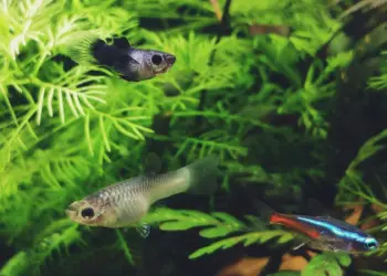 Aquascape Hobi Mahal yang Bikin Saya Semangat Cari Uang Mojok.co