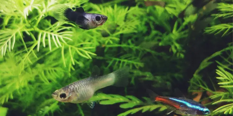 Aquascape Hobi Mahal yang Bikin Saya Semangat Cari Uang Mojok.co