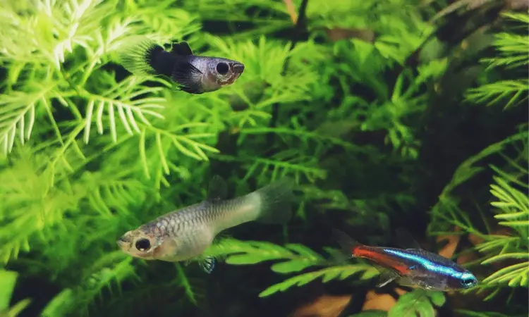 Aquascape Hobi Mahal yang Bikin Saya Semangat Cari Uang Mojok.co