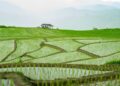 5 Kelemahan Punya Rumah Dekat Sawah yang Jarang Disadari Orang Kota Mojok.co