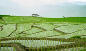 5 Kelemahan Punya Rumah Dekat Sawah yang Jarang Disadari Orang Kota