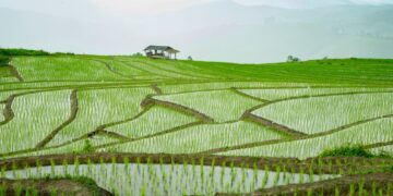 5 Kelemahan Punya Rumah Dekat Sawah yang Jarang Disadari Orang Kota Mojok.co