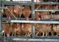 Kandang Ayam Datang Belakangan, Rusak Kenyamanan (Unsplash)