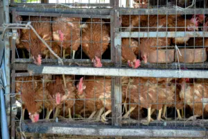 Rumah Saya Perlahan Kehilangan Rasa Nyaman Akibat Kandang Ayam yang Datang Belakangan