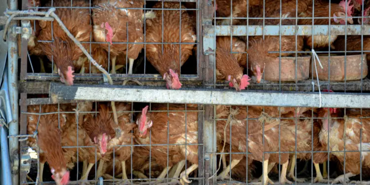 Kandang Ayam Datang Belakangan, Rusak Kenyamanan (Unsplash)