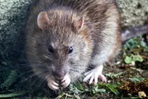 Pengalaman Pahit Tinggal di Kos Murah: Ketika Rumah Tua Berubah Menjadi Sarang Tikus