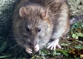 Pengalaman Pahit Tinggal di Kos Murah yang Jadi Sarang Tikus (Unsplash)