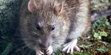 Pengalaman Pahit Tinggal di Kos Murah yang Jadi Sarang Tikus (Unsplash)