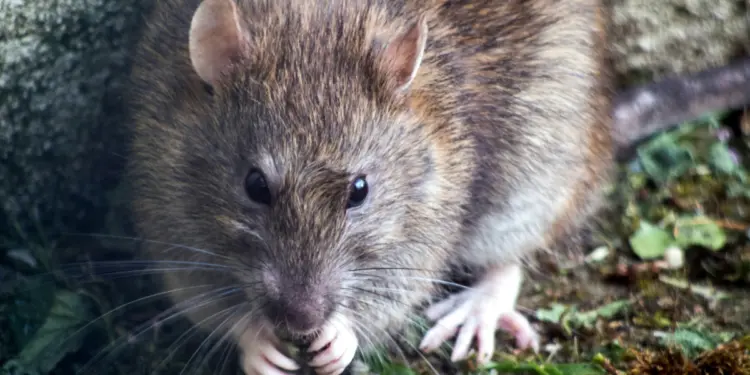 Pengalaman Pahit Tinggal di Kos Murah yang Jadi Sarang Tikus (Unsplash)