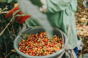 Pengalaman saya sebagai lulusan jurusan Hukum Islam yang memilih jadi petani kopi di desa, ilmunya nggak sia-sia Mojok.co