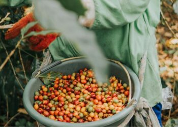 Pengalaman saya sebagai lulusan jurusan Hukum Islam yang memilih jadi petani kopi di desa, ilmunya nggak sia-sia Mojok.co